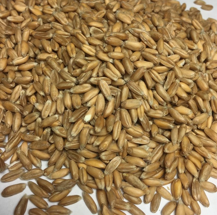 Pat & Patty Bio Kuschelkissen "Eisbär" 53cm ´mit Dinkelfüllung Wärmekissen Pat & Patty 